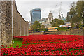 TQ3380 : Tower poppies by Ian Capper