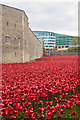 TQ3380 : Tower poppies by Ian Capper