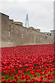 TQ3380 : Tower poppies by Ian Capper