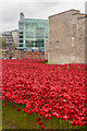 TQ3380 : Tower poppies by Ian Capper