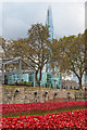 TQ3380 : Tower poppies by Ian Capper