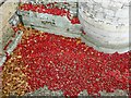 TQ3380 : Stemless poppies in the Tower of London moat by Fly