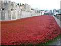 TQ3380 : Poppies at The Tower of London #8 by Richard Humphrey