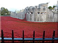 TQ3380 : Poppies at The Tower of London #9 by Richard Humphrey