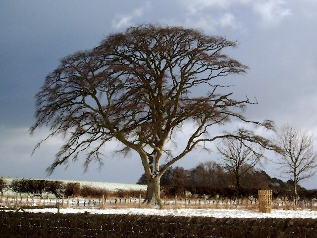 Tree in Winter