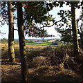 SP2080 : Looking southeast beneath trees from the edge of Hampton in Arden by Robin Stott