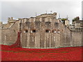 TQ3380 : Poppies at the Tower of London by Paul Bryan