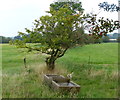 SP6092 : Cattle trough next to Arnesby Lane by Mat Fascione