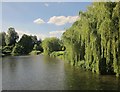 SU3270 : Willows by the Kennet by Derek Harper