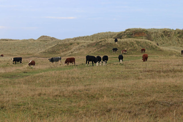 Cattle grazing the dunes, Holy Island