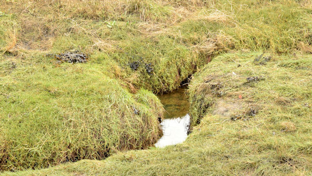 Salt marsh, Strangford Lough, Newtownards - November 2014(3)