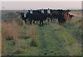  : Herd of cattle on the sea bank by Mat Fascione