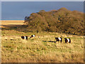 NY5571 : Belted Galloways at High Park by Oliver Dixon