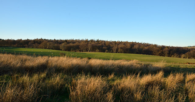 Woodburn Plantation across field with rushes