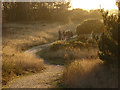 SU9666 : Walkers, Chobham Common by Alan Hunt