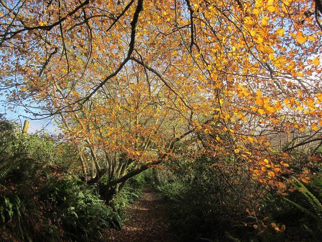 Beech leaves near Bow Creek