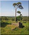 SX5384 : Pine, Doe Tor Farm by Derek Harper