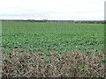 SE5216 : Arable land, east side of Little Smeaton by Christine Johnstone