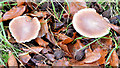 J4077 : Fungi, Redburn Country Park, Holywood - December 2014(3) by Albert Bridge