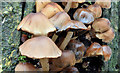 J3977 : Fungi, Redburn Country Park, Holywood - December 2014(7) by Albert Bridge