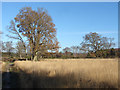 SU8359 : Open grassland, yateley Common by Alan Hunt