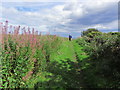 NT9561 : Walking along the coast path at Burnmouth Hill, S of Eyemouth by Colin Park