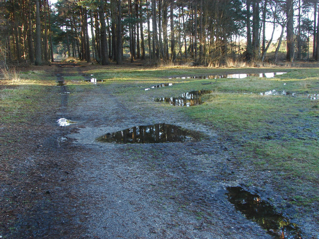 Pine woods, Yateley Common