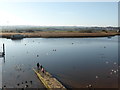 SX9687 : The Birds! - Topsham by Chris Allen