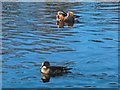 NS3982 : Mandarin Duck pair by Lairich Rig