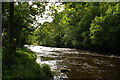 NY7962 : River Allen: looking upstream towards Plankey by Christopher Hilton