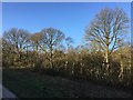 SJ8148 : Apedale Country Park: winter trees by Jonathan Hutchins