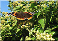 SK9153 : Brant Broughton butterfly by John Sutton