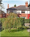 SJ9593 : Willow Tree by Gerald England