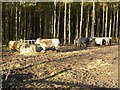 NZ0455 : Cattle feeders in Greymare Hill Plantation by Oliver Dixon