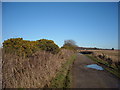 SU2174 : The Ridgeway, approaching Chase Wood by Vieve Forward