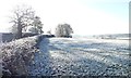 SJ4461 : Tree and its shadow, off Chapel Lane, Saighton by Christine Johnstone