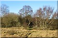 NO4722 : Fife Coastal Path, Tents Muir by Richard Webb