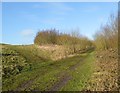 SJ8147 : Silverdale Country Park: track junction at bottom of Miners' Retreat Wood by Jonathan Hutchins