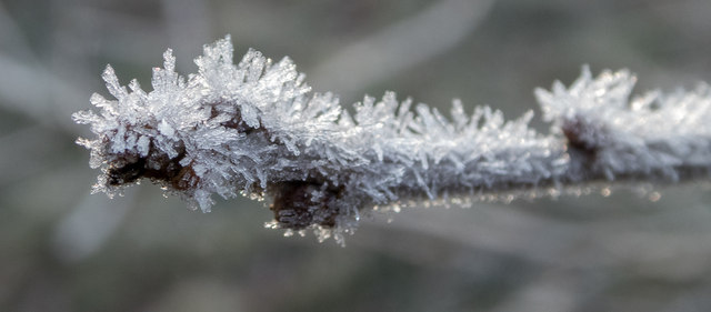 Hoar Frost on Branch, Trent Park, London N14