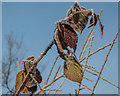 TQ2896 : Hoar Frost on Branch, Trent Park, London N14 by Christine Matthews