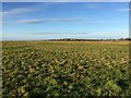 SJ8047 : Silverdale Country Park: Waste Farm Meadows by Jonathan Hutchins