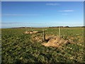 SJ8047 : Silverdale Country Park: Waste Farm Meadows by Jonathan Hutchins