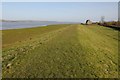 ST6196 : The Severn Way near Chapel House by Philip Halling