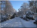 NZ2570 : Snow in Gosforth Park, Newcastle by Andrew Tryon