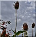 TQ8125 : Great Dixter Garden by Michael Garlick