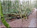 SX8862 : Fallen trees over the Hollicombe Lake by David Smith