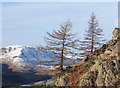 NY3407 : Larch trees with outcropping rock by Trevor Littlewood