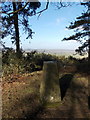 SU0417 : Pentridge: trig point atop Pentridge Hill by Chris Downer