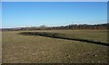 SE4608 : In the shadow of a beech tree, west of Frickley by Christine Johnstone