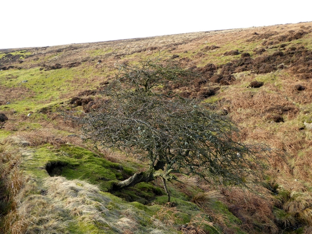 Hawthorn bush in the valley of the Howden Burn